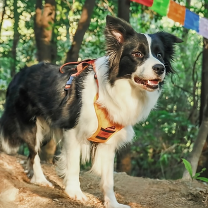 PupFlex Harness™ | All in one Dog Harness and Leash Set